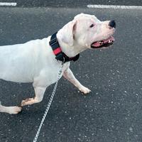 Dogo argentino monta
