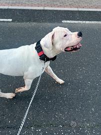 Dogo argentino monta