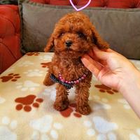 Cuccioli di barboncini mini toy