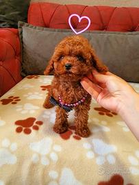 Cuccioli di barboncini mini toy