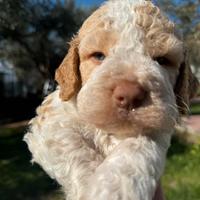 Lagotto romagnolo