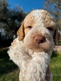 Lagotto romagnolo
