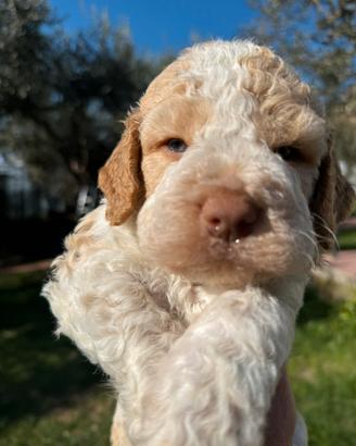 Lagotto romagnolo