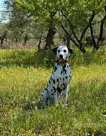 Cuccioli di dalmata in arrivo a metà novembre