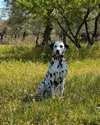Cuccioli di dalmata in arrivo a metà novembre