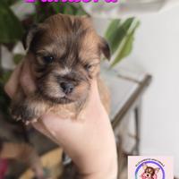 Chihuahua pelo lungo