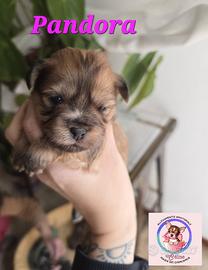 Chihuahua pelo lungo