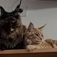 2 Maine Coon
