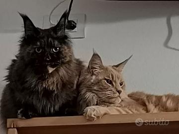 2 Maine Coon