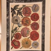 Stampa botanica vintage  30X40 cm