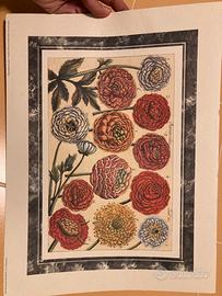 Stampa botanica vintage  30X40 cm