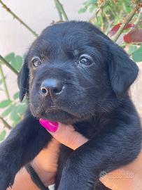 Cuccioli di labrador retriever con Pedigree Enci
