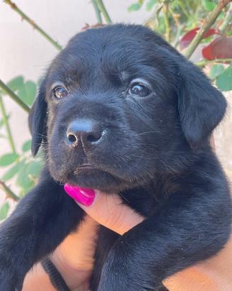 Cuccioli di labrador retriever con Pedigree Enci