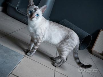 Gatto Bengala Maschietto