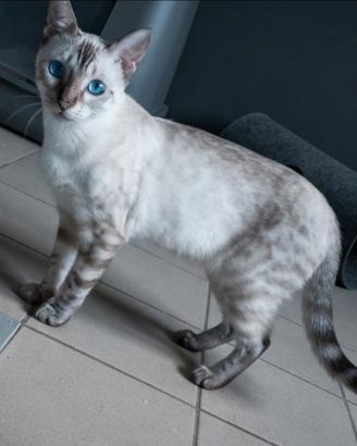 Gatto Bengala Maschietto
