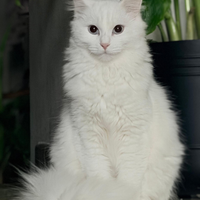 Gatto bianco pelo Semilungo