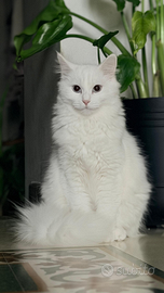 Gatto bianco pelo Semilungo