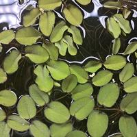 Piante galleggianti acquario lemna pistia salvinia