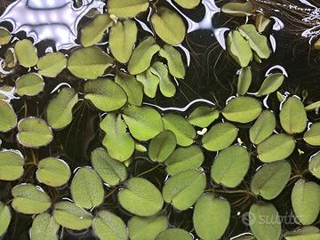 Piante galleggianti acquario lemna pistia salvinia