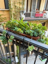 Piante da balcone