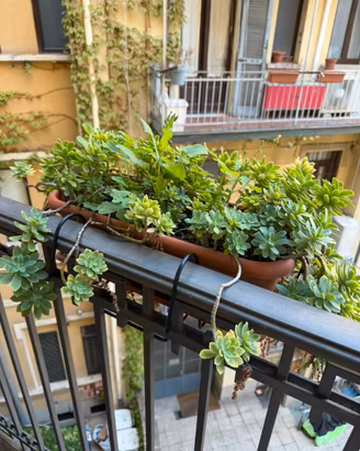 Piante da balcone