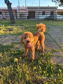 Disponibile per monta