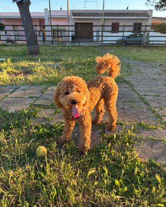 Disponibile per monta
