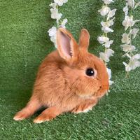 Coniglio nano toy