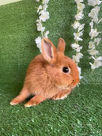 Coniglio nano toy
