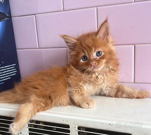 Maine Coon disponibili