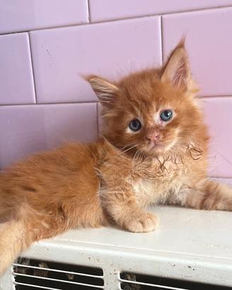 Maine Coon disponibili