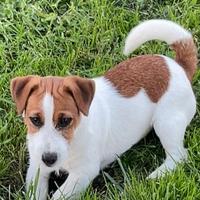 Cuccioli di Jack Russell Terrier