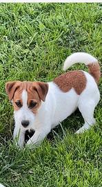 Cuccioli di Jack Russell Terrier