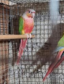 Pyrrhura molinae red factor