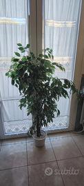 pianta ficus artificiale 