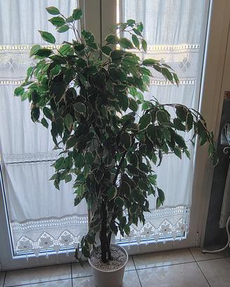 pianta ficus artificiale 