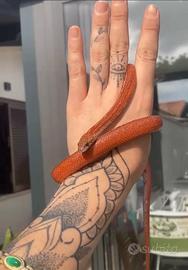 Serpente