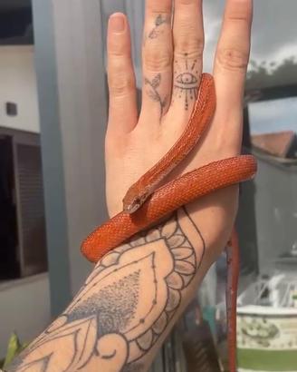Serpente