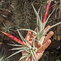 Tillandsia 'Majestic' pianta dell'aria 