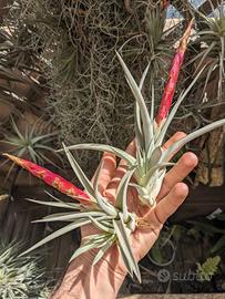 Tillandsia 'Majestic' pianta dell'aria 