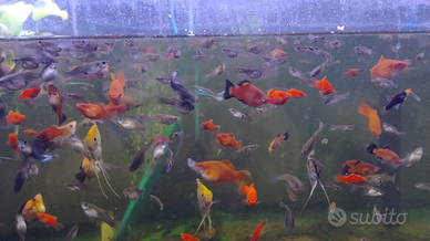 Guppy, endler, platy, portaspada