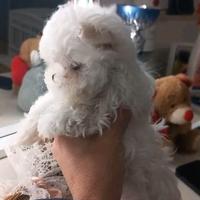 Maltesi linea coreana