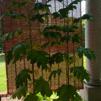 Piante Solanum Torvum Chrysotrichum