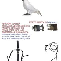 pettorina pappagalli  cacatua