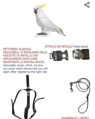 pettorina pappagalli  cacatua