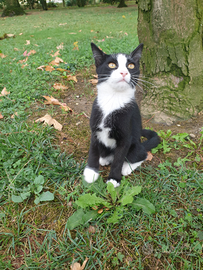 Gattina nero bianca