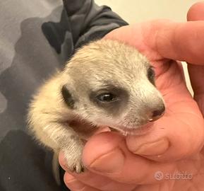 Cuccioli baby suricato