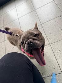 Bulldog francese