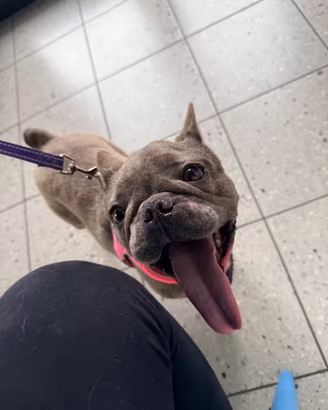 Bulldog francese