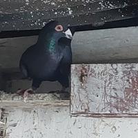 Colombi viaggiatori maschi